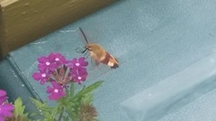 Broad-bordered Bee Hawk-moth (Hemaris fuciformis)