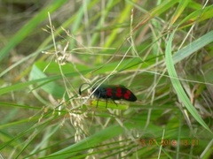 Six-spot Burnet (Zygaena filipendulae)