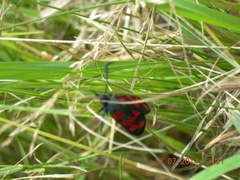 Six-spot Burnet (Zygaena filipendulae)