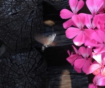 Hummingbird Hawk-moth (Macroglossum stellatarum)