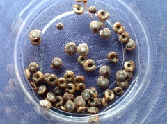 Rotund disc (Discus rotundatus)