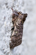 Vårhalvspinner (Achlya flavicornis)