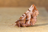 Blek månemåler (Selenia dentaria)