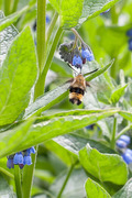 Narrow-bordered Bee Hawk-moth (Hemaris tityus)