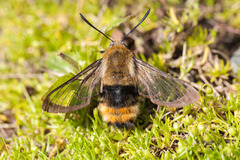 Narrow-bordered Bee Hawk-moth (Hemaris tityus)