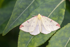 Sitronmåler (Opisthograptis luteolata)