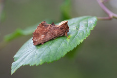 Coxcomb Prominent (Ptilodon capucina)