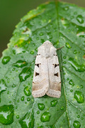 Autumnal Rustic (Eugnorisma glareosa)