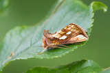 Langstreket metallfly (Plusia festucae)