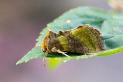 Burnished Brass (Diachrysia chrysitis)