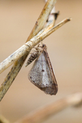 Vårfrostmåler (Agriopis marginaria)