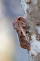 Buemerket seljefly (Orthosia gothica)