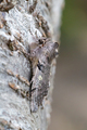 Vårhalvspinner (Achlya flavicornis)