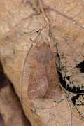 Common Quaker (Orthosia cerasi)