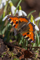 Neslesommerfugl (Aglais urticae)