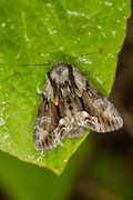 The Saxon (Hyppa rectilinea)