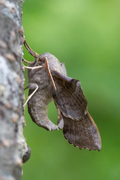 Poplar Hawk-moth (Laothoe populi)