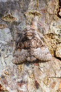 Nut-tree Tussock (Colocasia coryli)