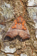 The Herald (Scoliopteryx libatrix)
