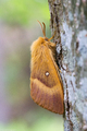 Eikespinner (Lasiocampa quercus)