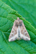 Brunt sumpfly (Helotropha leucostigma)