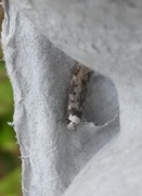 Klistermøll (Endrosis sarcitrella)