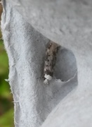 White-shouldered House Moth (Endrosis sarcitrella)