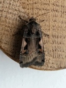 Setaceous Hebrew Character (Xestia c-nigrum)