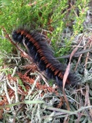 Fox Moth (Macrothylacia rubi)