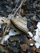 Broom Moth (Ceramica pisi)