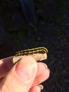 Broom Moth (Ceramica pisi)