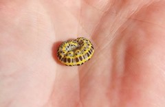 Toadflax Brocade (Calophasia lunula)