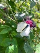 Rapssommerfugl (Pieris napi)