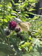 Green-veined White (Pieris napi)