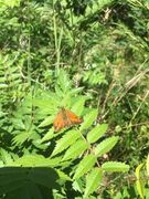 Large Skipper (Ochlodes sylvanus)