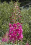 Geitrams (Epilobium angustifolium)