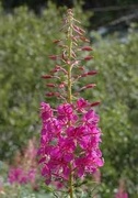 Geitrams (Epilobium angustifolium)