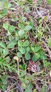 Kløverslekta (Trifolium)