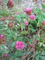 Rødkløver (Trifolium pratense)