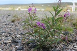 Geitrams (Epilobium angustifolium)