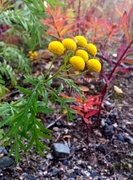 Reinfann (Tanacetum vulgare)