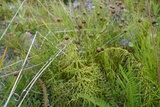 Skogsnelle (Equisetum sylvaticum)