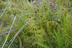 Skogsnelle (Equisetum sylvaticum)
