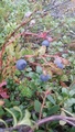 Blåbær (Vaccinium myrtillus)