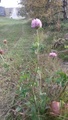 Rødkløver (Trifolium pratense)