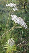 Ryllik (Achillea millefolium)