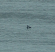 Black Guillemot (Cepphus grylle)