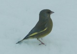 Grønnfink (Carduelis chloris)