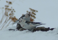 Snow bunting (Plectrophenax nivalis)
