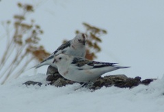 Snøspurv (Plectrophenax nivalis)